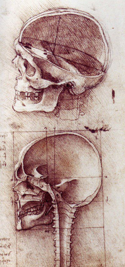 Da Vinci’s Skull Study Deco Magnet Decorative Fridge Anatomy Medical Drawing 