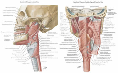 Figure 3. Skull and neck muscles with labels
