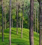 Image of trees in a forest