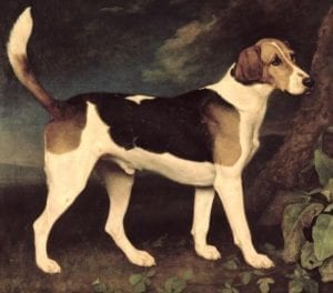 Beagle with raised tail