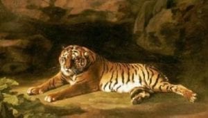 Tiger lounging near rocks
