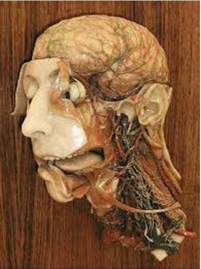 Was anatomical model of the head