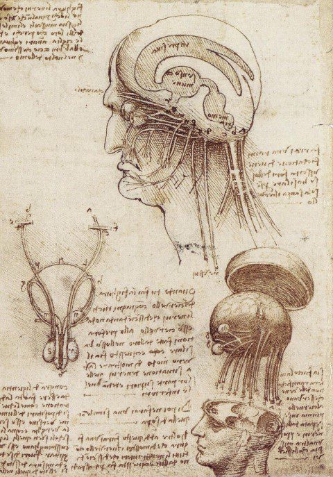 da Vinci cerebral ventricles