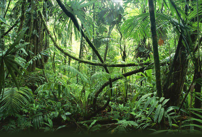 Image of a jungle scene.