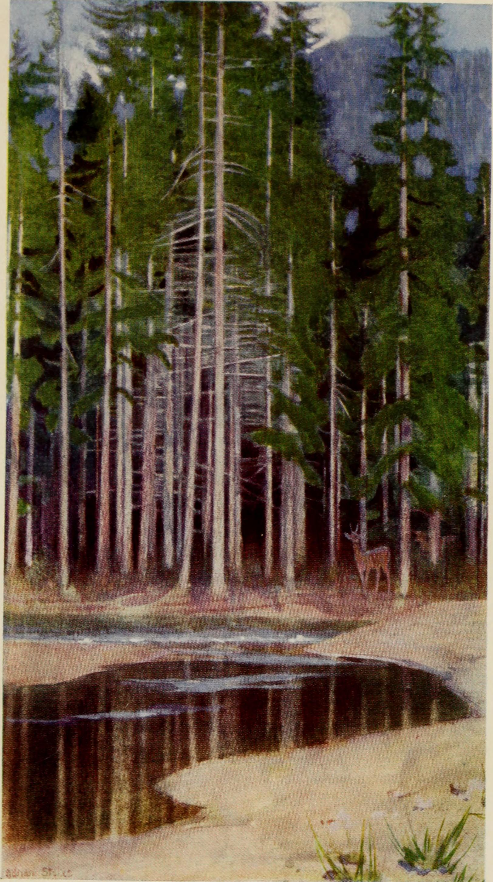 Artwork of pine trees, deer, and river in Hungary