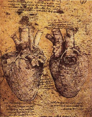 da VInci illustration of a heart
