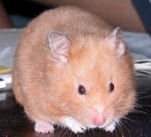 a peach colored hamster