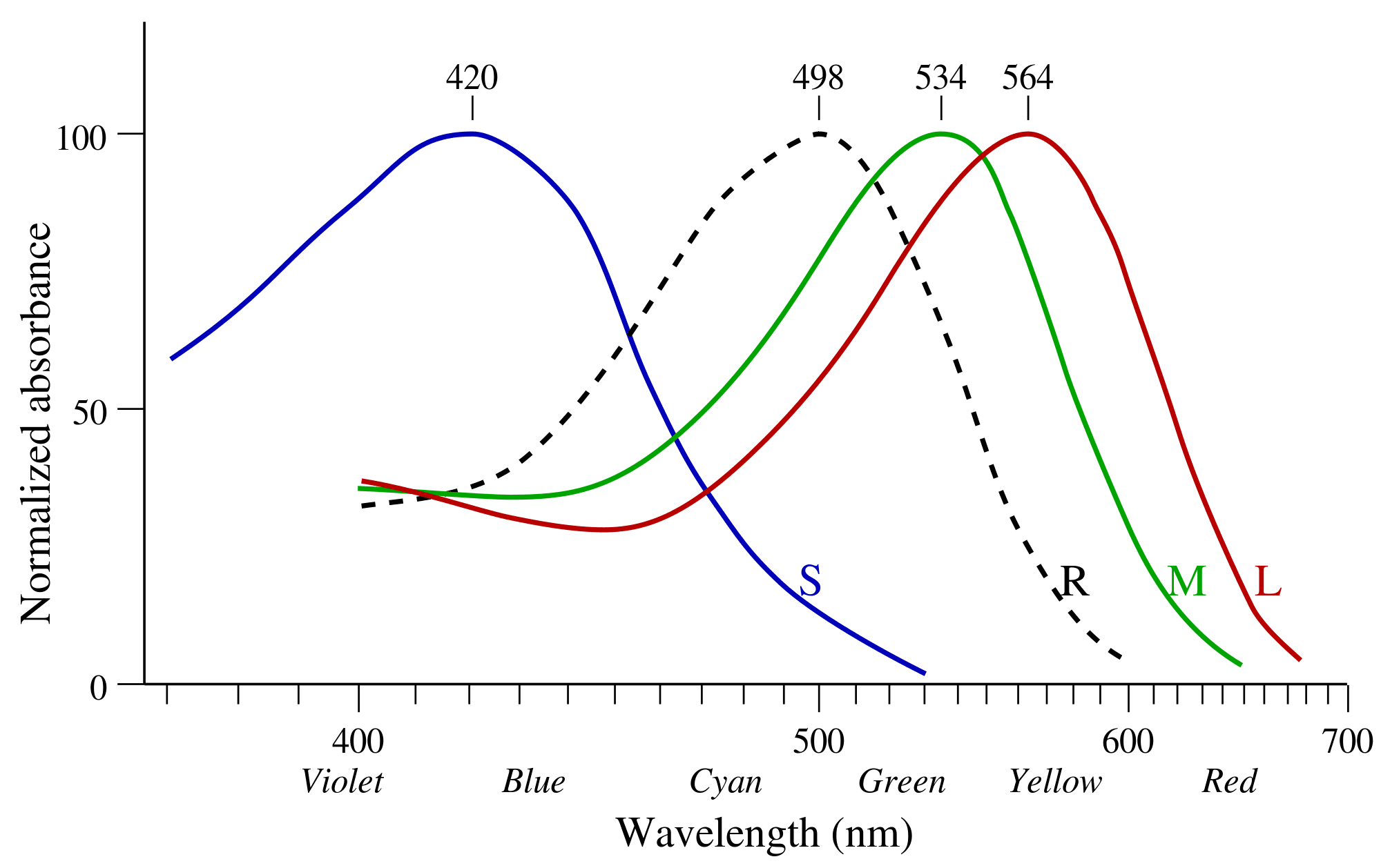 absorbance rates of rods and cones