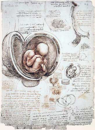 The Foetus in the Womb, c. 1511; Royal Collection, The Windsor Castle