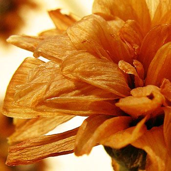 dried chrysanthemum