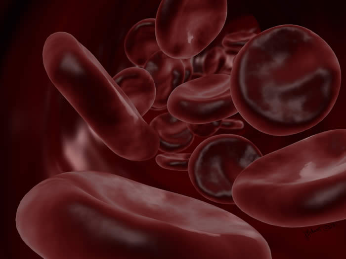 Red blood cells in a vessel by Jemere Bohnert, 2011