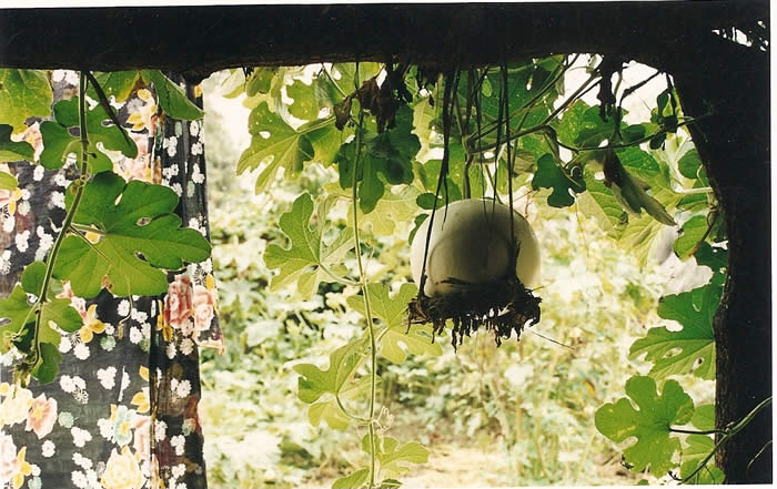 Hanging gourd by Sara Buck