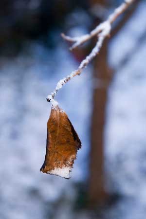 Closeup of last leaf hanging from end of frosty branch