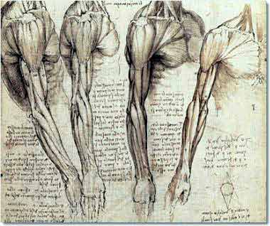 Leonardo da Vinci's sketches of the muscles of the arm