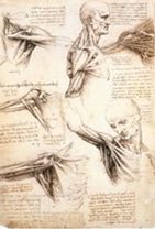 Leonardo da Vinci's sketches of the muscles of the shoulder at different angles