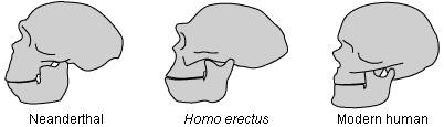 Comparative morphology of three hominids
