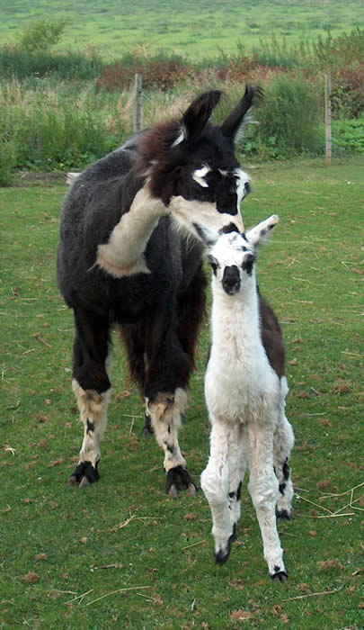 Photograph of a baby lama and her mom