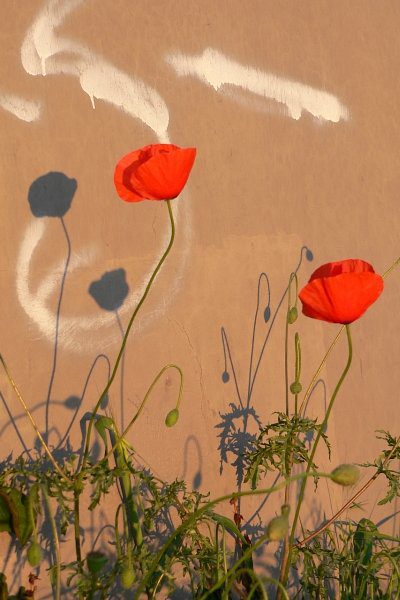 Poppies and Graffiti