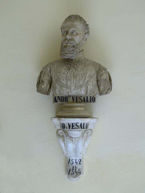 Bust of Andreas Vesalius