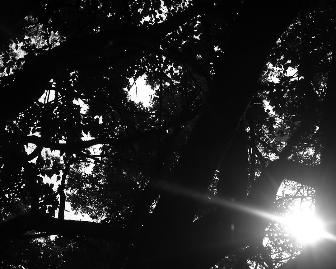 Tree branches with sun coming through, Photography by Benjamin Haile