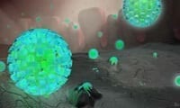 Biomedical visualization of the Epstein Barr Virus by Lindsey Brake. Link to the Infectious Disease section.