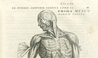 Detail of Vesalius’ muscle man from De humani corporis fabrica. Link to the History Essays section.