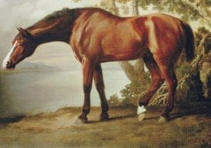 A brown horse with white down the middle of its face and on one ankle