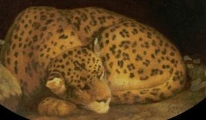 Leopard curled up