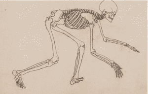 Human skeleton nearly on all fours, as if chasing a young child