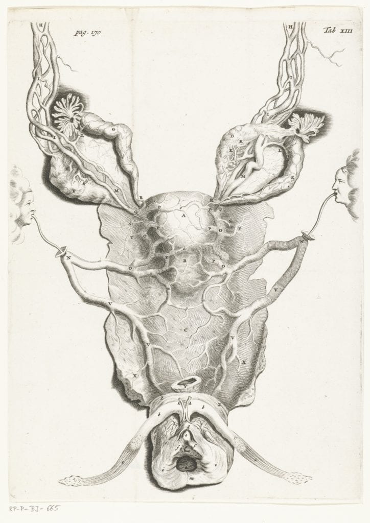 Illustration of the uterus and ovaries, where blood began its journey to becoming breast milk in early modern England.