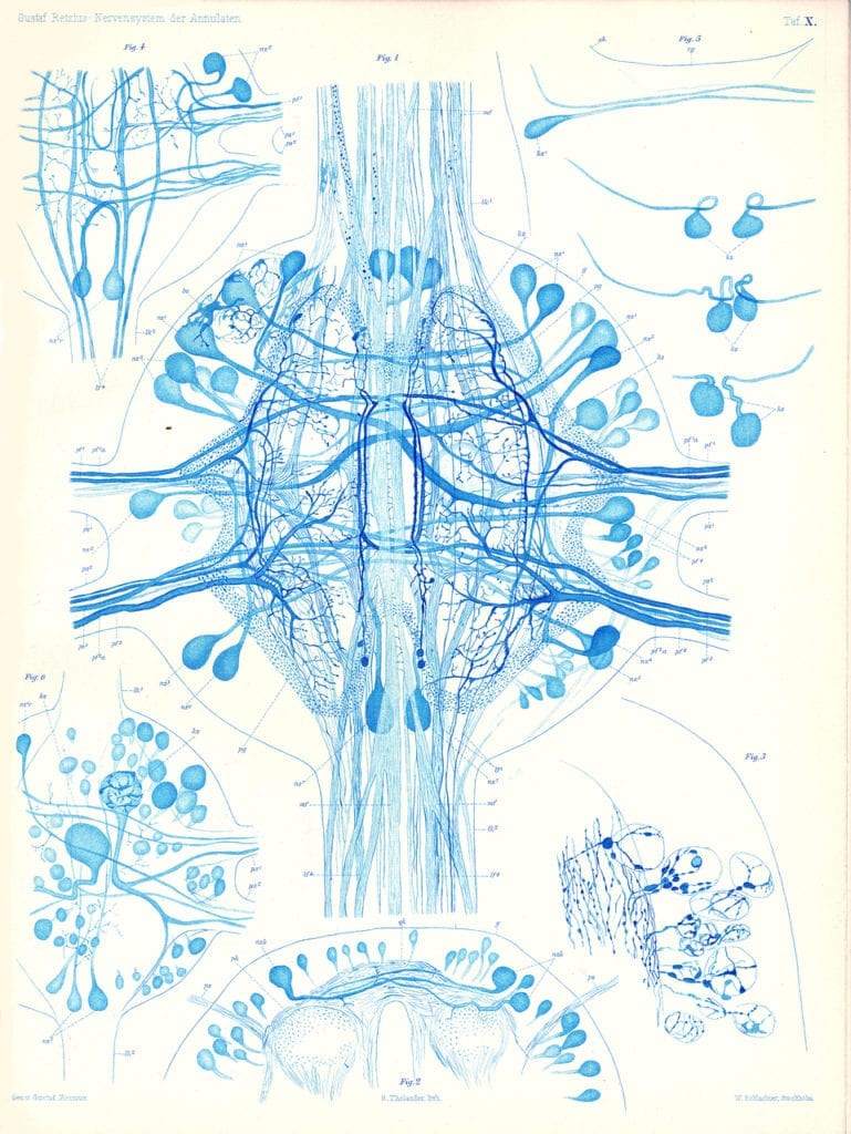 Illustration of the nervous system of a leech, painted in shades of blue against a white background.