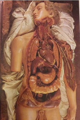 Wax anatomical model of a woman