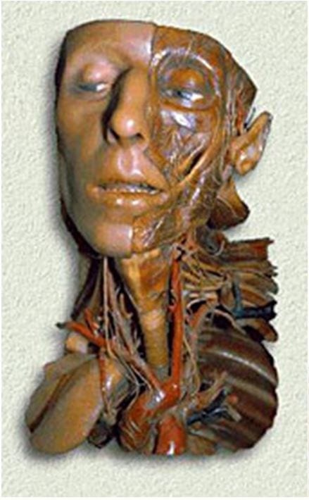 Wax anatomical model of the head and neck