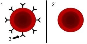 Illustration showing the difference between blood with differing Rh factors