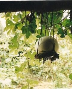 Link to the article. A gourd hangs in front of a green leafy background-taken by the author on their travels.