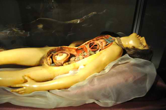 Wax anatomical model of a woman