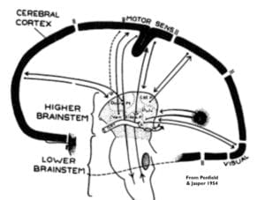 Diagram showing Penfield's centrencephalic center