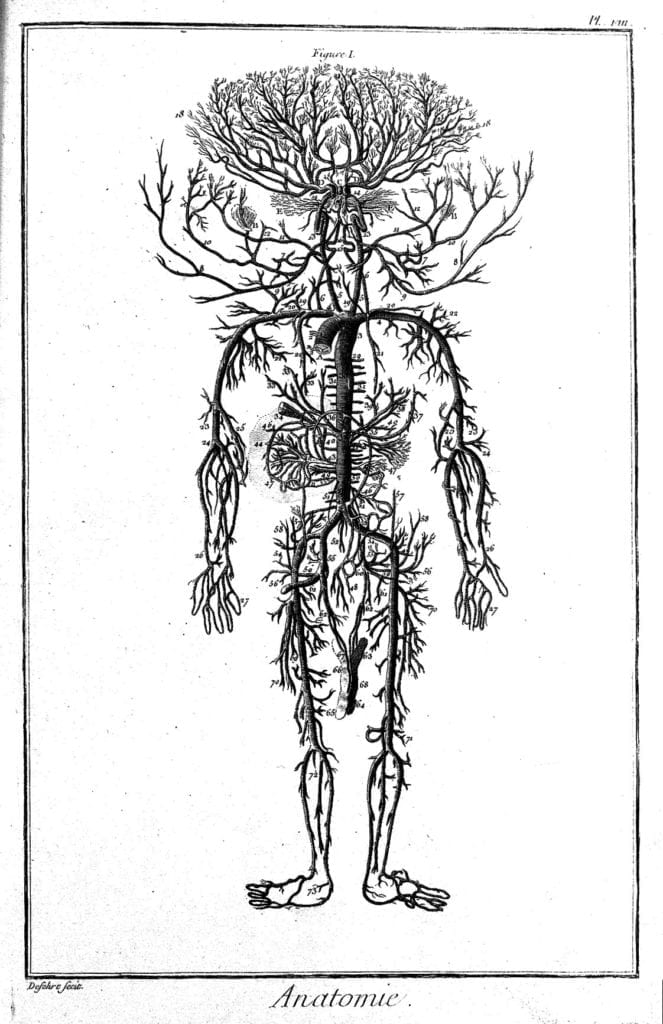 Illustration of the circulatory ststem