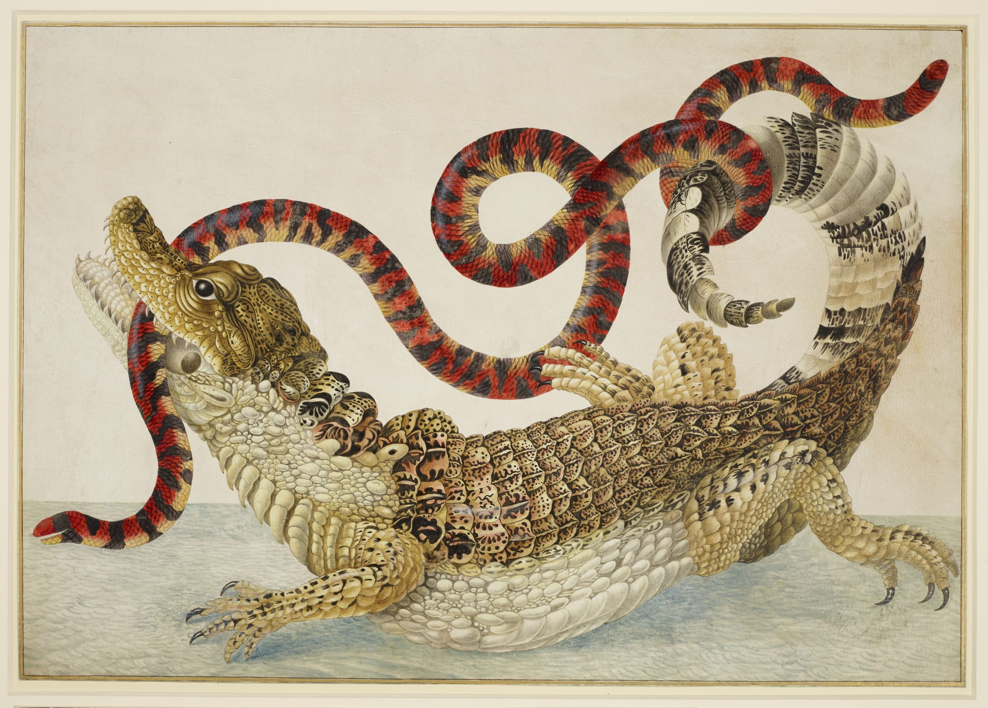 A caiman and snake in a scientific illustration