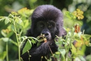 A shy infant mountain gorilla hides in leaves
