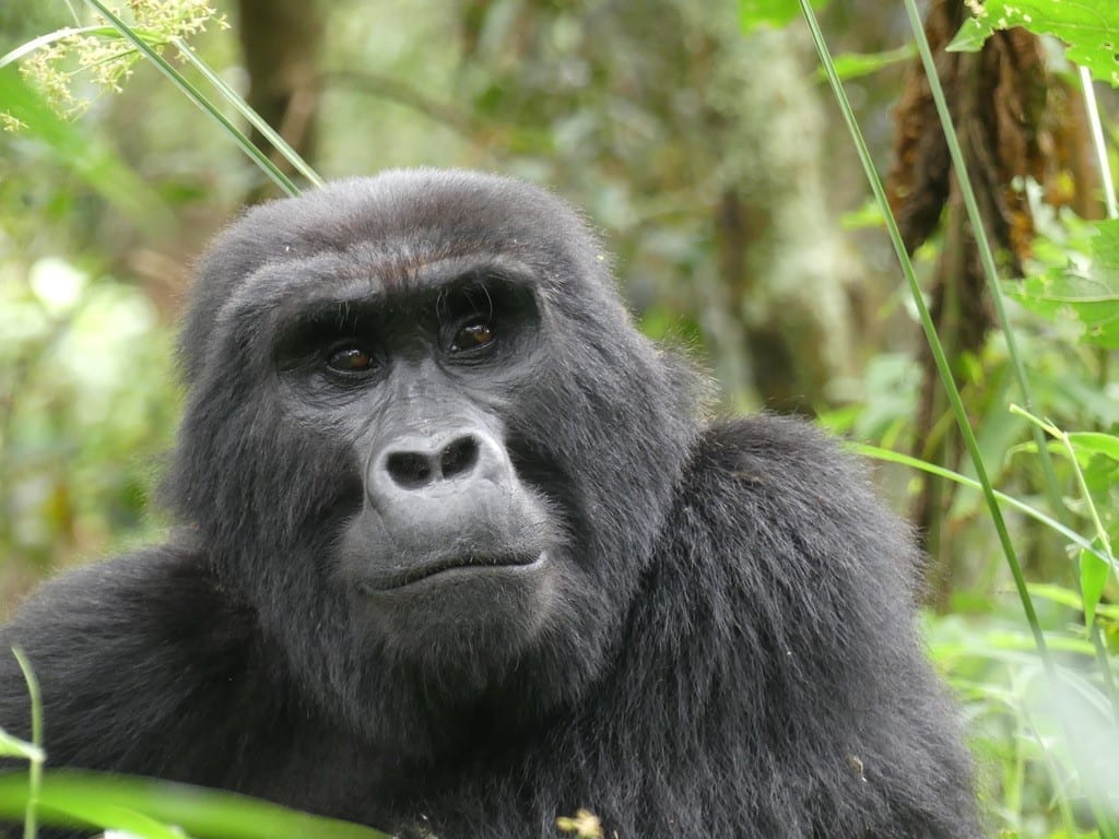 An Adult female mountain gorilla looks at the viewer