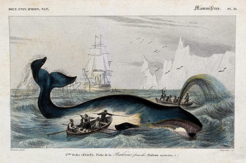 A whaling expedition like the one featured on Moby Dick