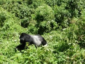 A silverback gorilla among bushes, eating