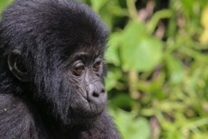 A young mountain gorilla photographed against a green background.