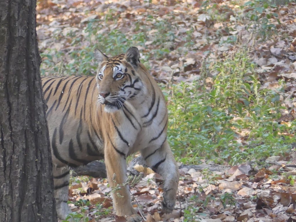 Bengal Tiger (Panthera tigris tigris) Dimensions & Drawings