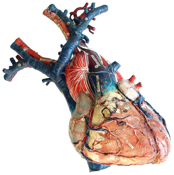 Human heart sculpted by Louis Thomas Jerôme Auzoux
