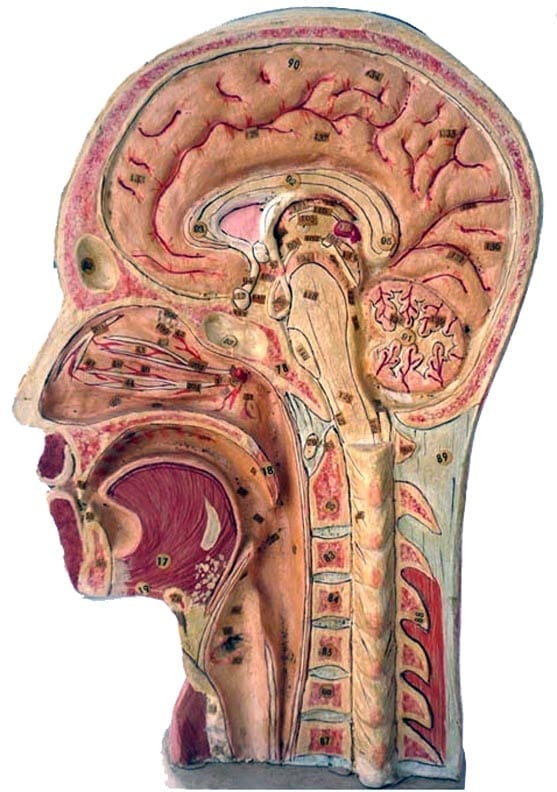 Bisected human head sculpted by Louis Thomas Jerôme Auzoux