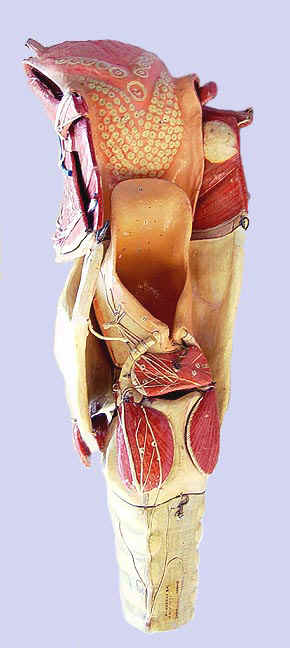 Model of the tongue, throat,  larynx, and windpipe sculpted by Louis Thomas Jerôme Auzoux