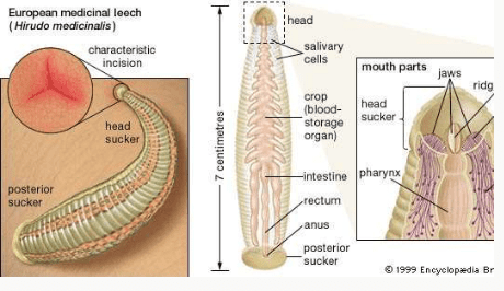The medicinal leech