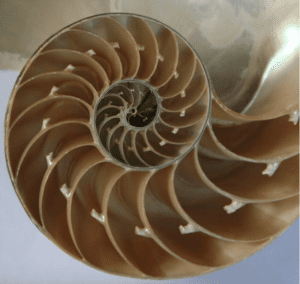 Photo of a nautilus representing the Omphalos